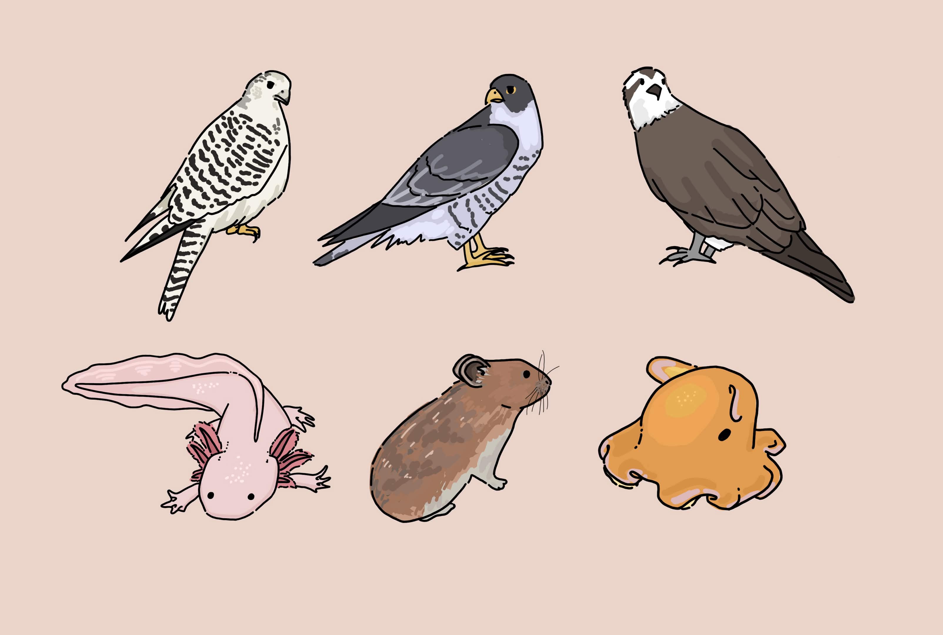 Animal Stickers